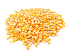 GMO Health Risks